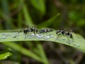Ant are caring for the larvae of aphids Royalty Free Stock Photo