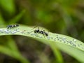 Ant are caring for the larvae of aphids Royalty Free Stock Photo