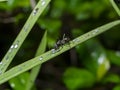 Ant are caring for the larvae of aphids Royalty Free Stock Photo