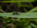 Ant are caring for the larvae of aphids Royalty Free Stock Photo
