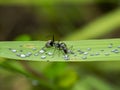Ant are caring for the larvae of aphids Royalty Free Stock Photo