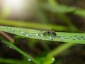Ant are caring for the larvae of aphids Royalty Free Stock Photo