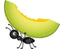 Ant carrying a cantaloupe melon
