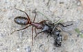 An Ant carrying a dead house fly on a concrete floor surface. Royalty Free Stock Photo