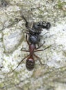 An Ant carrying a dead house fly on a concrete floor surface. Royalty Free Stock Photo