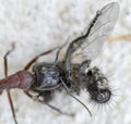 An Ant carrying a dead house fly on a concrete floor surface. Royalty Free Stock Photo