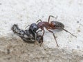 An Ant carrying a dead house fly on a concrete floor surface. Royalty Free Stock Photo