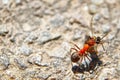 Ant carrying dead insect Royalty Free Stock Photo