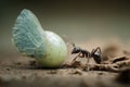 Ant carrying food with incredible detail Royalty Free Stock Photo