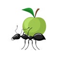 Ant carrying food isolated on white background. Bug carrying apple and walking to the anthill