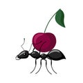 Ant carrying food isolated on white background. Bug carrying cherry and walking to the anthill