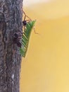 Ant carrying a green grass Royalty Free Stock Photo