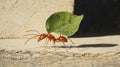 Ant Carrying Leaf - Teamwork, Effort, Hard Work, Persistence, Nature Concept Royalty Free Stock Photo
