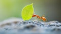 Ant carrying leaf on rocky surface showcasing nature's intricate details Royalty Free Stock Photo