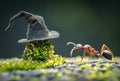 Ant is carrying witch hat to mushroom Royalty Free Stock Photo