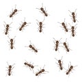 Ant chaotic pattern vector illustration. Brown little ants on white background Royalty Free Stock Photo