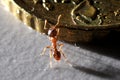 Ant climbing on coin Royalty Free Stock Photo