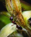 An ant climbing a grass flower bud  macro shot Royalty Free Stock Photo