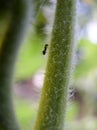 Ant climbing a plant