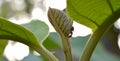 Ant climbing plant leaf Royalty Free Stock Photo