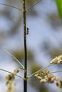 Ant climbing on a plant Royalty Free Stock Photo