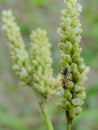 Ant climbing white green flower Royalty Free Stock Photo