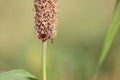 An ant climbs upon the maize plant feverishly trying hard to reach out. Insects detailes are very clear and attractive