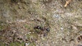 Ant | close up. an ant holds an ant`s head. ant war between two colonies of pavement ants. battle of ants. ants war in the road An Royalty Free Stock Photo