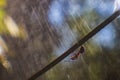 An ant in close-up is hiding from heavy rain under a tree branch upside down. Water drops fly from above and their lines Royalty Free Stock Photo