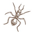 Ant closeup monochrome sketch outline white vector illustration