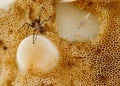 Ant closeup on mushroom Royalty Free Stock Photo