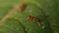 Ant collecting food in close up