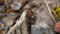 Ant collecting food in close up Royalty Free Stock Photo