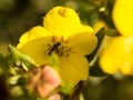 Ant collecting food in close up Royalty Free Stock Photo