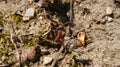 Ant collecting food in close up