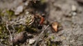 Ant collecting food in close up