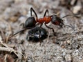 Ant collecting food in macro shot. The small industrious insects are very nimble