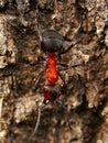 Ant collecting food in macro shot. The small industrious insects are very nimble Royalty Free Stock Photo