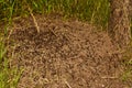 An ant colony is the basic unit around which ants organize their lifecycle.