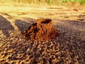 Ant colony made of red soil Royalty Free Stock Photo