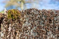 Ant colony Royalty Free Stock Photo
