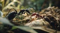 Two Ants in Macro Close-Up One Black Ant and One Red Ant Interacting on Ground Royalty Free Stock Photo