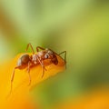 The ant, crawl on petals. Royalty Free Stock Photo