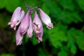 Ant crawling on a pink wild bleeding heart flower close up Royalty Free Stock Photo