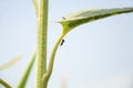 An ant is crawling on a stem of a sunflower Royalty Free Stock Photo