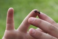 Closeup of Ant Crawling on Toddlers Hand