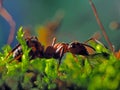 Ant crawls on the grass