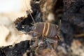 Ant cricket, Myrmecophilous cricket, Ant\'s nest cricket (Myrmecophilus acervorum). Family Myrmecophilidae Royalty Free Stock Photo