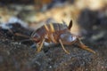 Ant cricket, Myrmecophilous cricket, Ant\'s nest cricket (Myrmecophilus acervorum). Family Myrmecophilidae Royalty Free Stock Photo