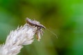 A Ant Damsel bug sits in a meadow on a dry bent with prey Royalty Free Stock Photo